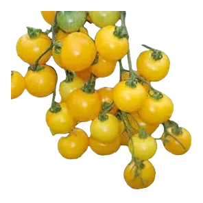 Paradajz cherry zuti sirovina