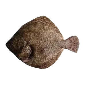 Svež Rumbač