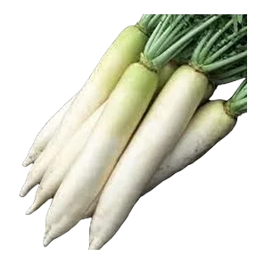 Rotkva Daikon
