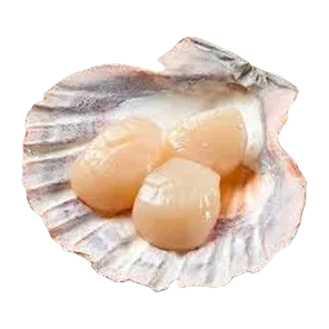 Jakobove Kapice