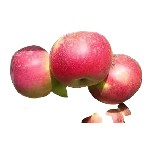 Ajdared