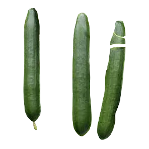 Krastavac dugi