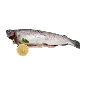 Sveža Losos Pastrmka Vero